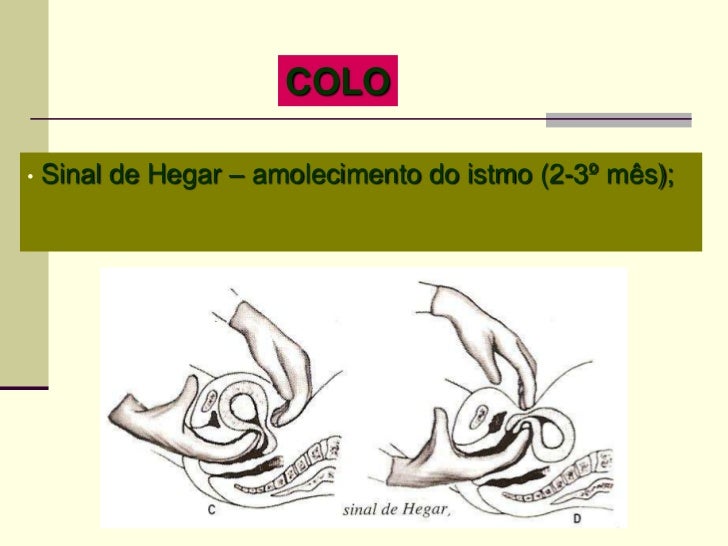 Modificações no organismo da gestante