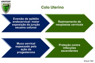 Briquet 1982Colo Uterino