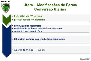 Briquet 1982Útero -  Modificações de FormaConversão Uterina