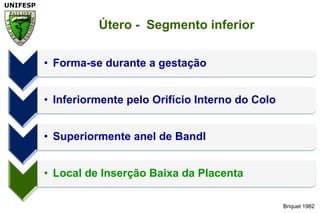 Briquet 1982Útero -  Segmento inferior