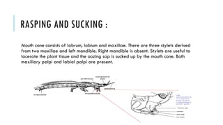 modification in mouthparts of insects.pptx