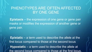 PHENOTYPES ARE OFTEN AFFECTED
BY ONE GENE
Epistasis – the expression of one gene or gene pair
masks or modifies the expression of another gene or
gene pair.
Epistatic – a term used to describe the allele at the
first locus compared to those at the second locus
Hypostatic – a term used to describe the allele at
the second locus compared to those at the first locus.
 