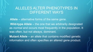 ALLELES ALTER PHENOTYPES IN
DIFFERENT WAYS
Allele – alternative forms of the same gene.
Wild-type Allele – the one that we arbitrarily designated
as normal and occurs most frequently in the population. It
was often, but not always, dominant.
Mutant Allele – an allele that contains modified genetic
information and often specifies an altered gene product.
 