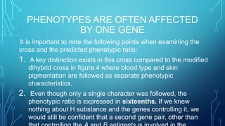 PHENOTYPES ARE OFTEN AFFECTED
BY ONE GENE
It is important to note the following points when examining the
cross and the predicted phenotypic ratio:
1. A key distinction exists in this cross compared to the modified
dihybrid cross in figure 4 where blood type and skin
pigmentation are followed as separate phenotypic
characteristics.
2. Even though only a single character was followed, the
phenotypic ratio is expressed in sixteenths. If we knew
nothing about H substance and the genes controlling it, we
would still be confident that a second gene pair, other than
 