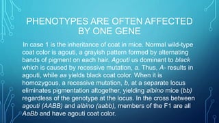 PHENOTYPES ARE OFTEN AFFECTED
BY ONE GENE
In case 1 is the inheritance of coat in mice. Normal wild-type
coat color is agouti, a grayish pattern formed by alternating
bands of pigment on each hair. Agouti us dominant to black
which is caused by recessive mutation, a. Thus, A- results in
agouti, while aa yields black coat color. When it is
homozygous, a recessive mutation, b, at a separate locus
eliminates pigmentation altogether, yielding albino mice (bb)
regardless of the genotype at the locus. In the cross between
agouti (AABB) and albino (aabb), members of the F1 are all
AaBb and have agouti coat color.
 