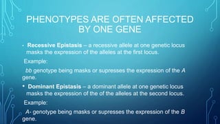 PHENOTYPES ARE OFTEN AFFECTED
BY ONE GENE
• Recessive Epistasis – a recessive allele at one genetic locus
masks the expression of the alleles at the first locus.
Example:
bb genotype being masks or supresses the expression of the A
gene.
• Dominant Epistasis – a dominant allele at one genetic locus
masks the expression of the of the alleles at the second locus.
Example:
A- genotype being masks or supresses the expression of the B
gene.
 