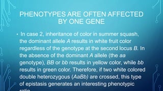 PHENOTYPES ARE OFTEN AFFECTED
BY ONE GENE
• In case 2, inheritance of color in summer squash,
the dominant allele A results in white fruit color
regardless of the genotype at the second locus B. In
the absence of the dominant A allele (the aa
genotype), BB or bb results in yellow color, while bb
results in green color. Therefore, if two white colored
double heterozygous (AaBb) are crossed, this type
of epistasis generates an interesting phenotypic
 