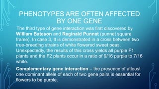 PHENOTYPES ARE OFTEN AFFECTED
BY ONE GENE
The third type of gene interaction was first discovered by
William Bateson and Reginald Punnet (punnet square
frame). In case 3, It is demonstrated in a cross between two
true-breeding strains of white flowered sweet peas.
Unexpectedly, the results of this cross yields all purple F1
plants and the F2 plants occur in a ratio of 9/16 purple to 7/16
white.
Complementary gene interaction – the presence of atleast
one dominant allele of each of two gene pairs is essential for
flowers to be purple.
 