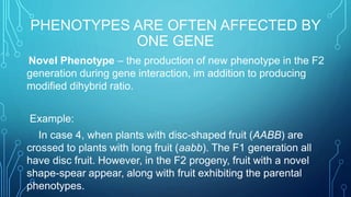 PHENOTYPES ARE OFTEN AFFECTED BY
ONE GENE
Novel Phenotype – the production of new phenotype in the F2
generation during gene interaction, im addition to producing
modified dihybrid ratio.
Example:
In case 4, when plants with disc-shaped fruit (AABB) are
crossed to plants with long fruit (aabb). The F1 generation all
have disc fruit. However, in the F2 progeny, fruit with a novel
shape-spear appear, along with fruit exhibiting the parental
phenotypes.
 
