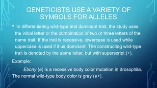 GENETICISTS USE A VARIETY OF
SYMBOLS FOR ALLELES
• In differentiating wild-type and dominant trait, the study uses
the initial letter or the combination of two or three letters of the
name trait. If the trait is recessive, lowercase is used while
uppercase is used if it us dominant. The constructing wild-type
trait is denoted by the same letter, but with superscript (+).
Example:
Ebony (e) is a recessive body color mutation in drosophila.
The normal wild-type body color is gray (e+).
 