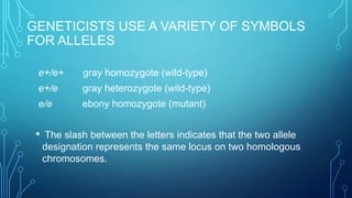 GENETICISTS USE A VARIETY OF SYMBOLS
FOR ALLELES
e+/e+ gray homozygote (wild-type)
e+/e gray heterozygote (wild-type)
e/e ebony homozygote (mutant)
• The slash between the letters indicates that the two allele
designation represents the same locus on two homologous
chromosomes.
 