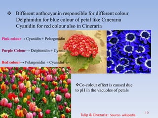 FLOWER COLOUR MODIFICATION | PPTX