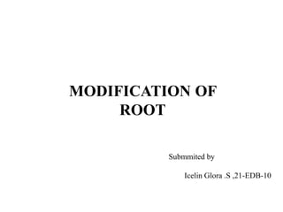 MODIFICATION OF
ROOT
Submmited by
Icelin Glora .S ,21-EDB-10
 