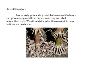 Modified Roots Examples