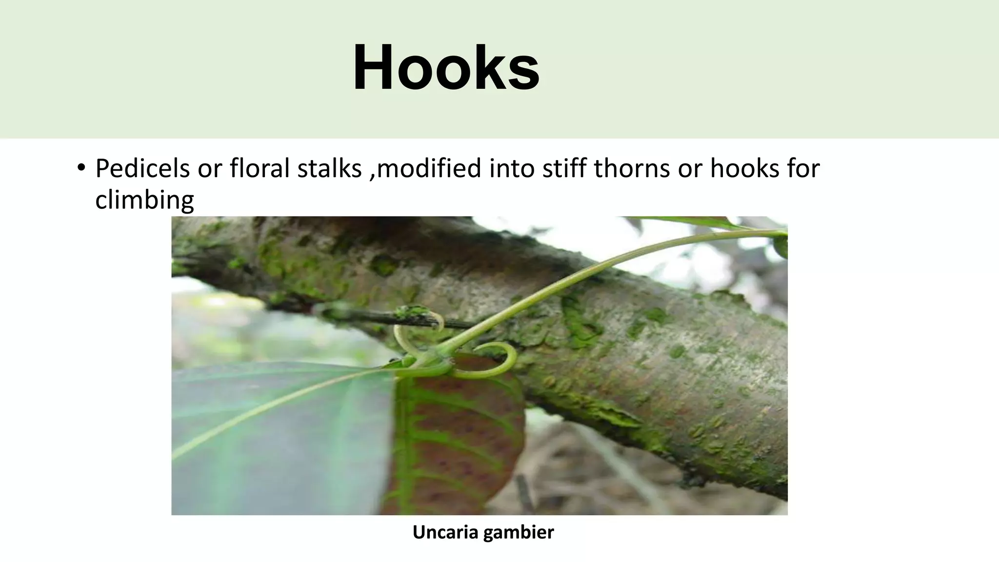 Modification of stem | PPTX