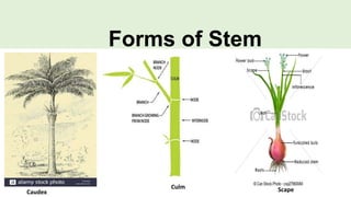 Modification of stem | PPTX