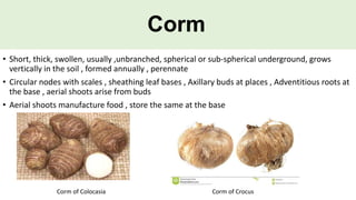 Corm Shape Modification of stem | PPTX