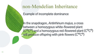 non-Mendelian Inheritance
Example of incomplete dominance
In the snapdragon, Antirrhinum majus, a cross
between a homozygous white-flowered plant
(CW
CW
) and a homozygous red-flowered plant (CR
CR
)
will produce offspring with pink flowers (CW
CR
)
11
 