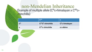 non-Mendelian Inheritance
16
Cch
c
Ch
Cch
Ch
chinchilla Ch
c himalayan
c Cch
c chinchilla cc albino
Example of multiple allele (Ch
c=himalayan x Cch
c=
chinchilla)
 