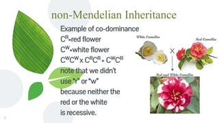 non-Mendelian Inheritance
Example of co-dominance
CR
=red flower
CW
=white flower
CW
CW
x CR
CR
= CW
CR
note that we didn't
use “r” or “w”
because neither the
red or the white
is recessive.
7
 