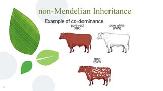 non-Mendelian Inheritance
Example of co-dominance
9
 