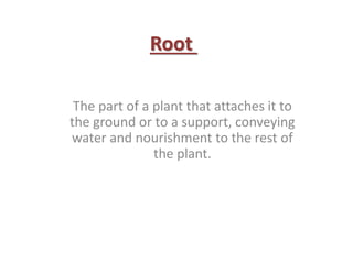 Modifications of roots | PPTX