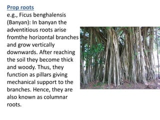 Modifications of roots | PPTX