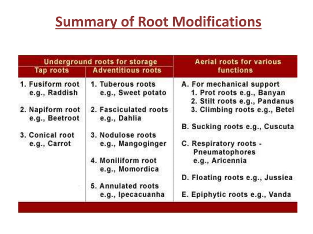 Modifications of roots | PPTX