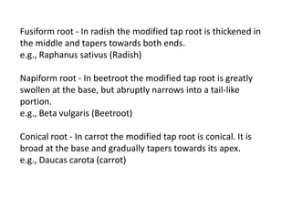 Modifications of roots | PPTX
