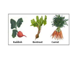 Moified Roots Modifications of roots | PPTX