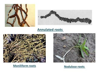 Modifications of roots
