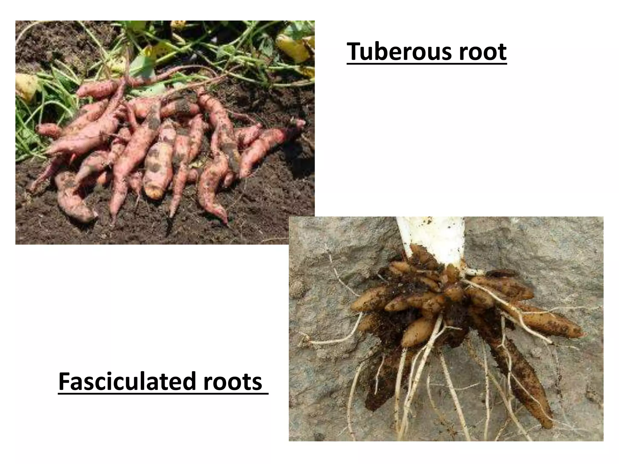 Tuberous root
Fasciculated roots
 