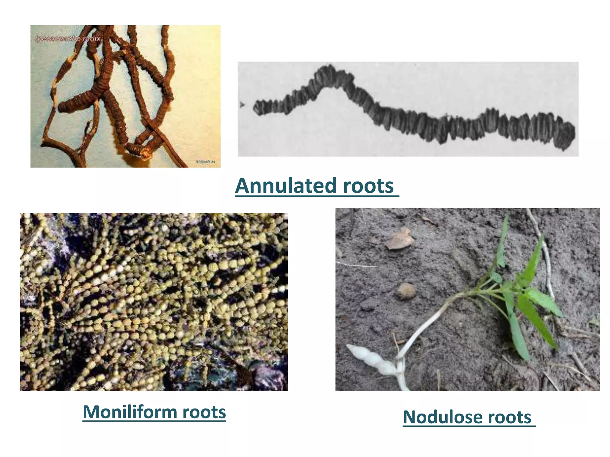 Nodulose rootsMoniliform roots
Annulated roots
 