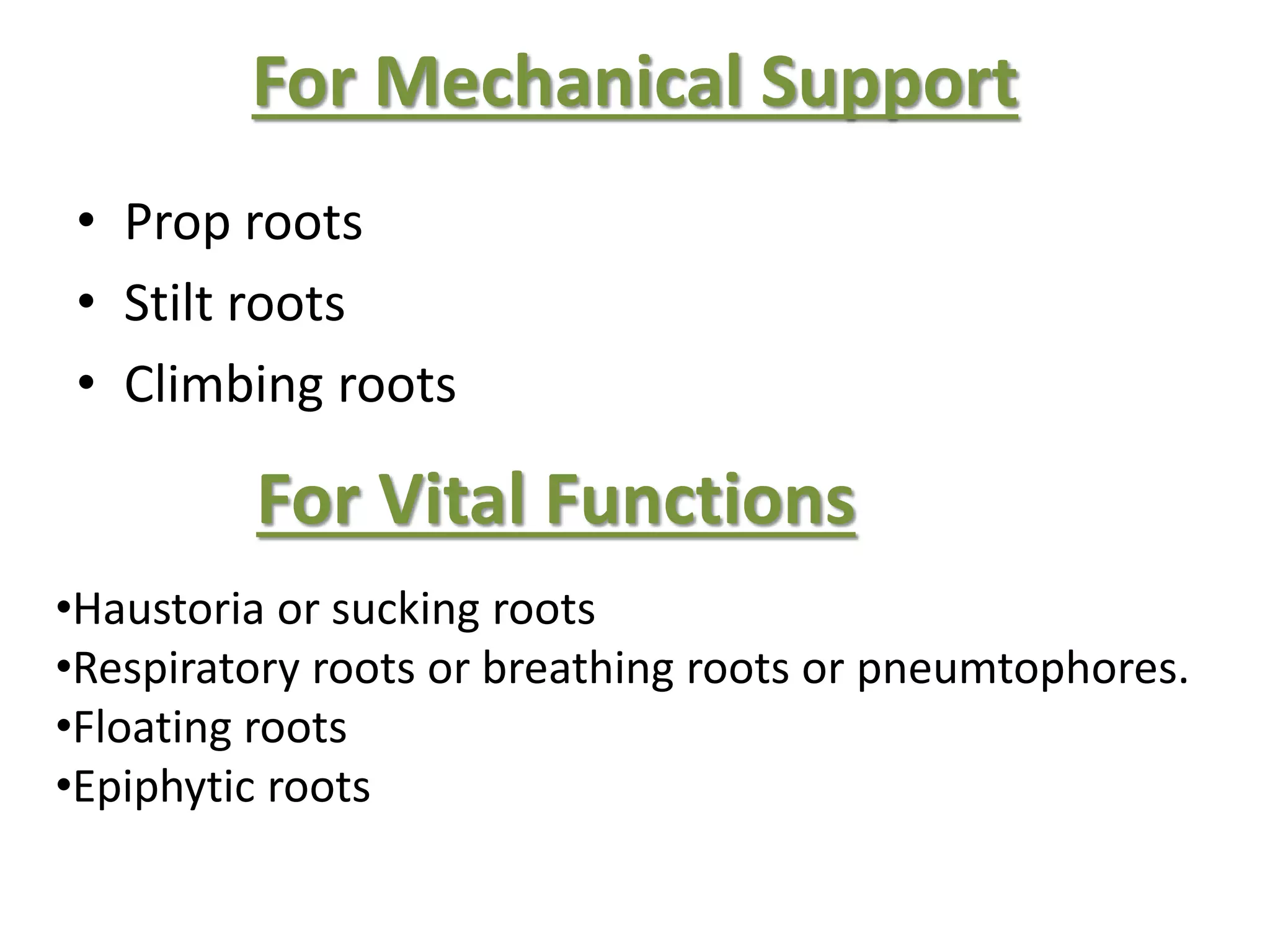 For Mechanical Support
• Prop roots
• Stilt roots
• Climbing roots
For Vital Functions
•Haustoria or sucking roots
•Respiratory roots or breathing roots or pneumtophores.
•Floating roots
•Epiphytic roots
 
