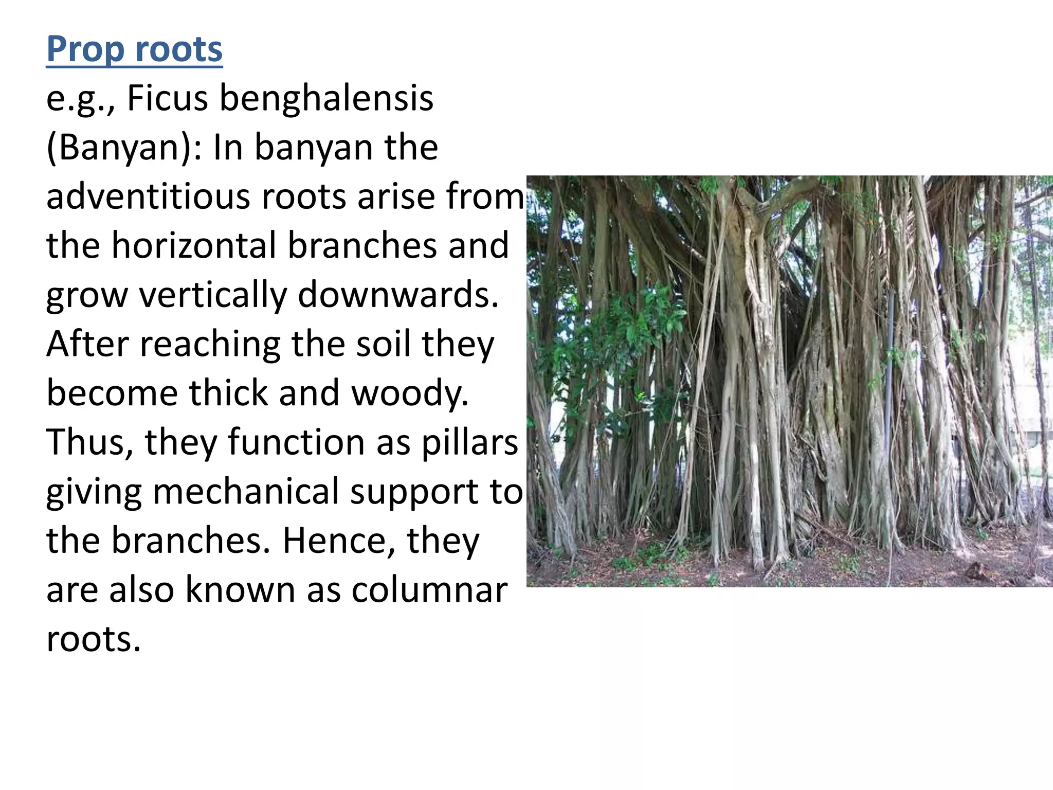 Prop roots
e.g., Ficus benghalensis
(Banyan): In banyan the
adventitious roots arise from
the horizontal branches and
grow vertically downwards.
After reaching the soil they
become thick and woody.
Thus, they function as pillars
giving mechanical support to
the branches. Hence, they
are also known as columnar
roots.
 
