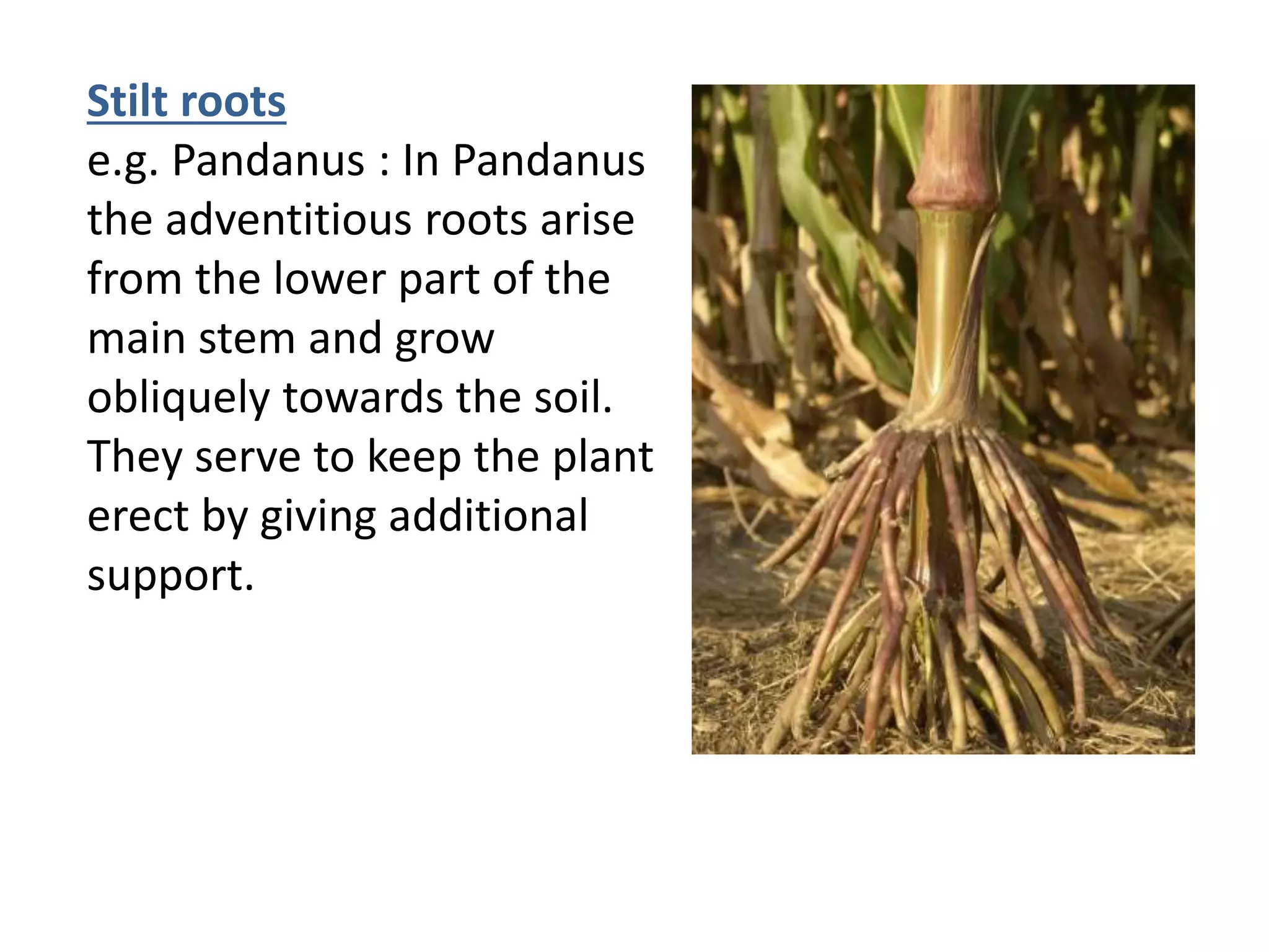 Stilt roots
e.g. Pandanus : In Pandanus
the adventitious roots arise
from the lower part of the
main stem and grow
obliquely towards the soil.
They serve to keep the plant
erect by giving additional
support.
 