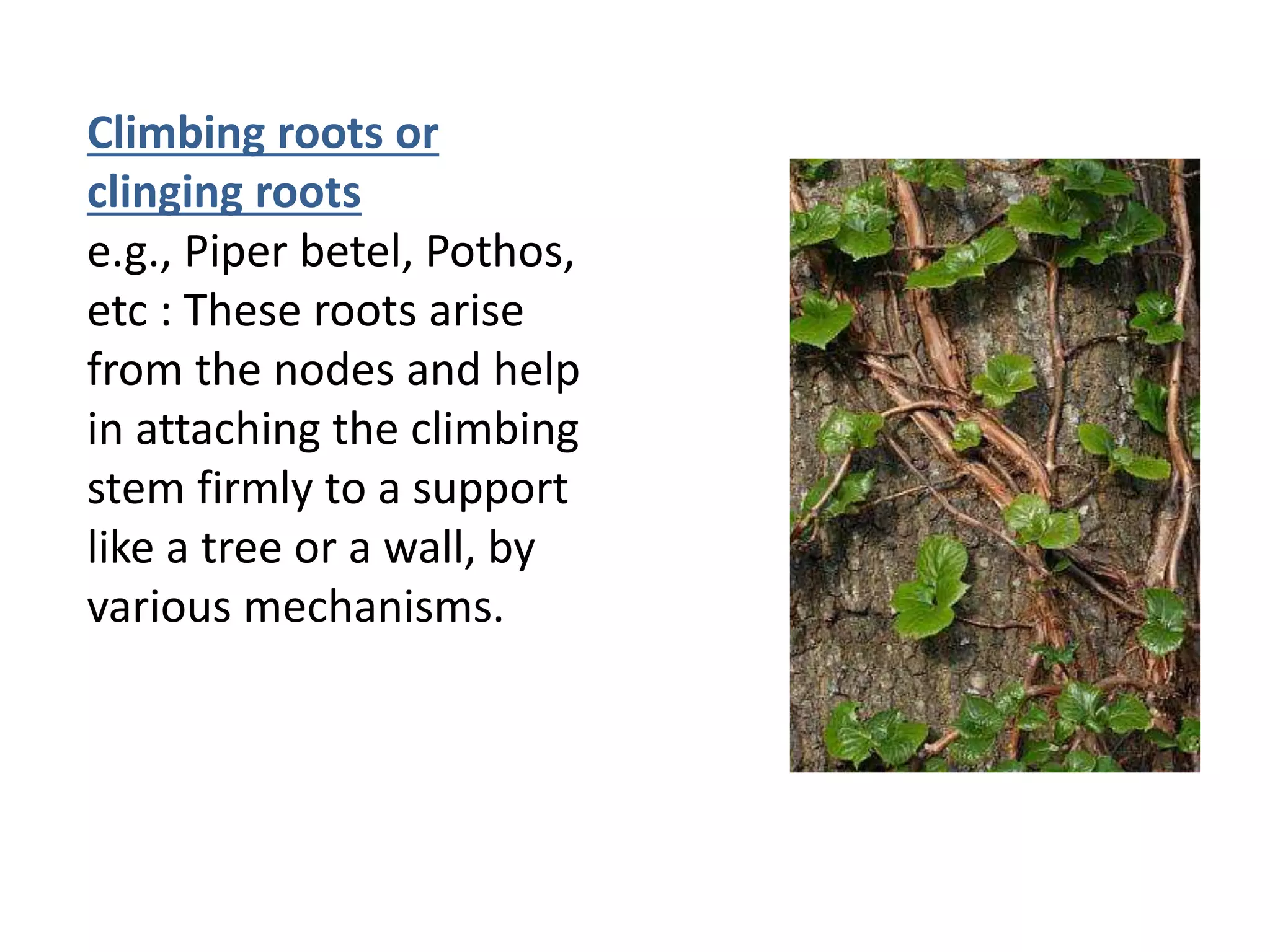 Climbing roots or
clinging roots
e.g., Piper betel, Pothos,
etc : These roots arise
from the nodes and help
in attaching the climbing
stem firmly to a support
like a tree or a wall, by
various mechanisms.
 