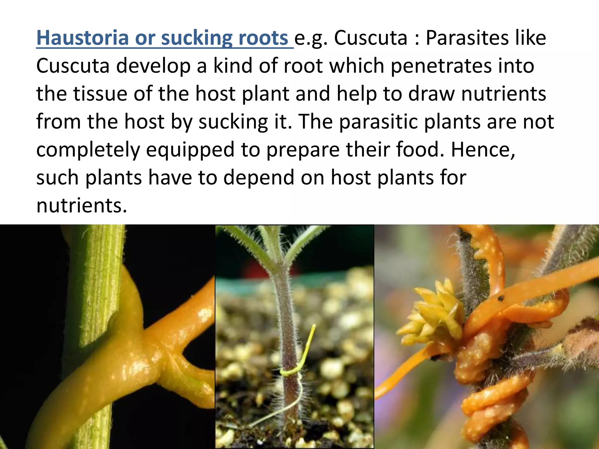 Haustoria or sucking roots e.g. Cuscuta : Parasites like
Cuscuta develop a kind of root which penetrates into
the tissue of the host plant and help to draw nutrients
from the host by sucking it. The parasitic plants are not
completely equipped to prepare their food. Hence,
such plants have to depend on host plants for
nutrients.
 