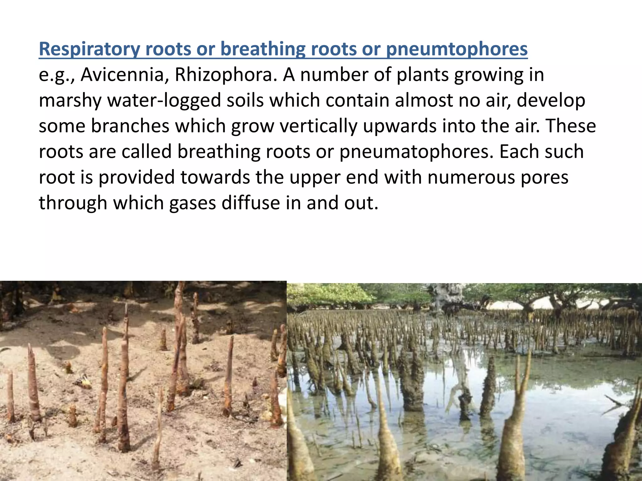 Respiratory roots or breathing roots or pneumtophores
e.g., Avicennia, Rhizophora. A number of plants growing in
marshy water-logged soils which contain almost no air, develop
some branches which grow vertically upwards into the air. These
roots are called breathing roots or pneumatophores. Each such
root is provided towards the upper end with numerous pores
through which gases diffuse in and out.
 