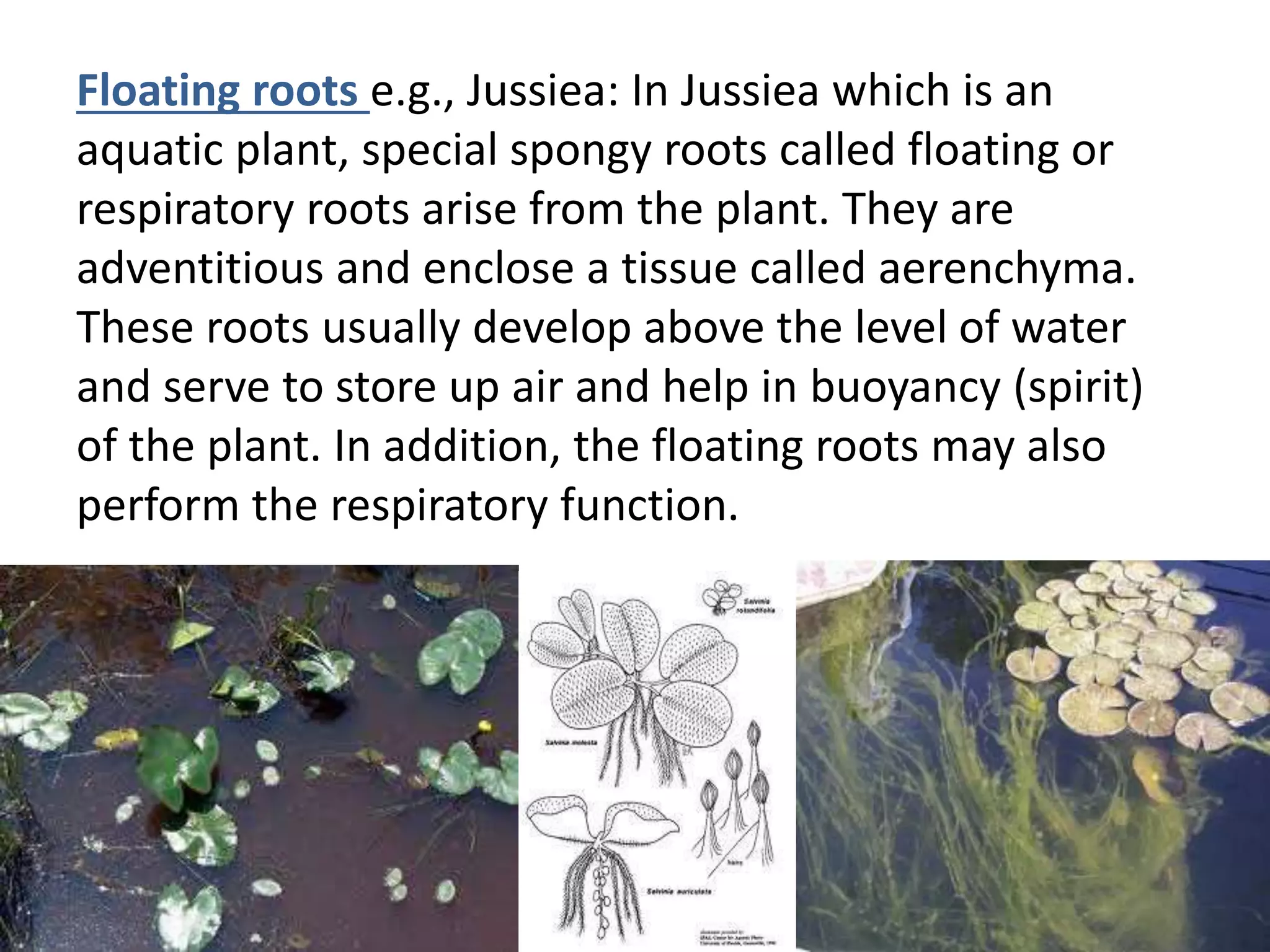 Floating roots e.g., Jussiea: In Jussiea which is an
aquatic plant, special spongy roots called floating or
respiratory roots arise from the plant. They are
adventitious and enclose a tissue called aerenchyma.
These roots usually develop above the level of water
and serve to store up air and help in buoyancy (spirit)
of the plant. In addition, the floating roots may also
perform the respiratory function.
 