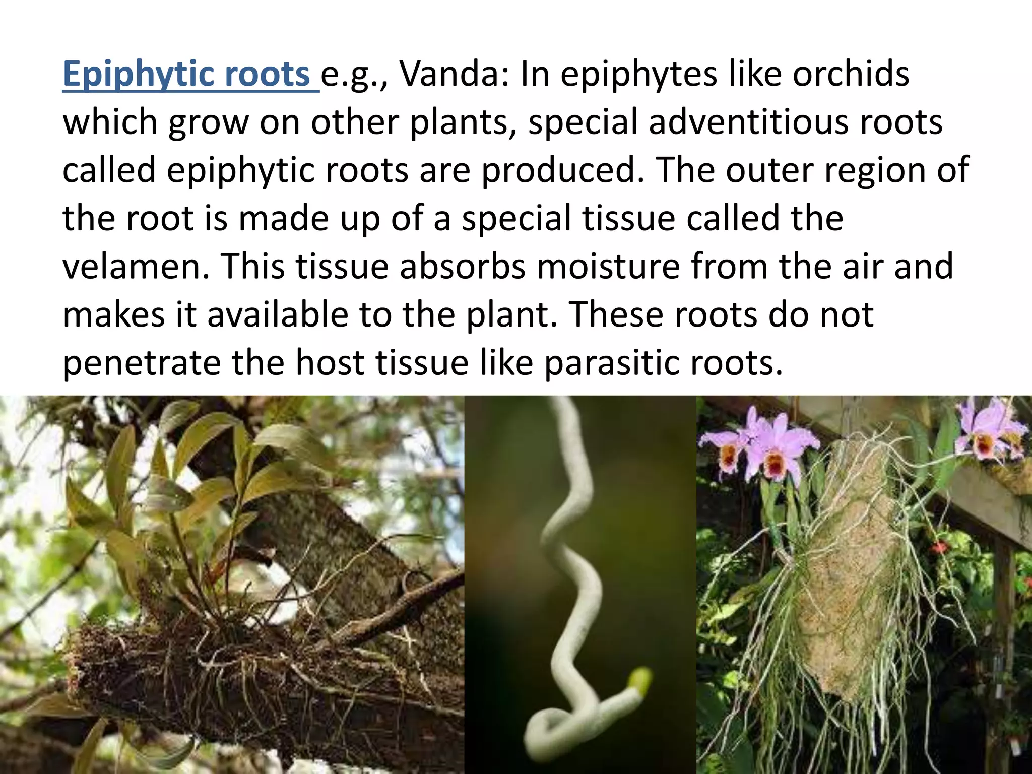 Epiphytic roots e.g., Vanda: In epiphytes like orchids
which grow on other plants, special adventitious roots
called epiphytic roots are produced. The outer region of
the root is made up of a special tissue called the
velamen. This tissue absorbs moisture from the air and
makes it available to the plant. These roots do not
penetrate the host tissue like parasitic roots.
 