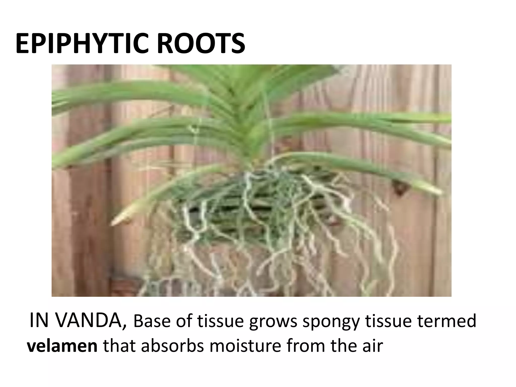 EPIPHYTIC ROOTS
IN VANDA, Base of tissue grows spongy tissue termed
velamen that absorbs moisture from the air
 