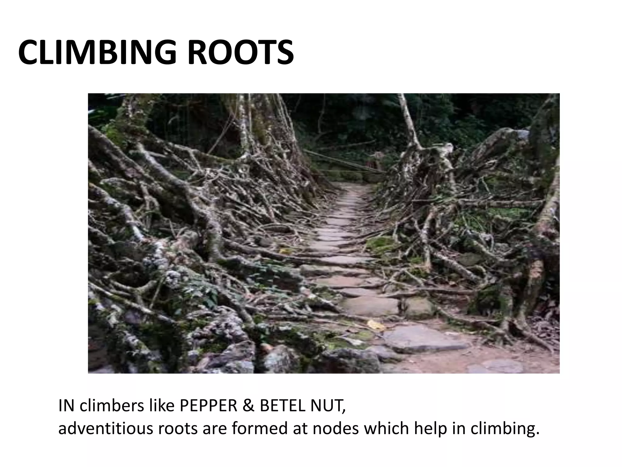 CLIMBING ROOTS
IN climbers like PEPPER & BETEL NUT,
adventitious roots are formed at nodes which help in climbing.
 