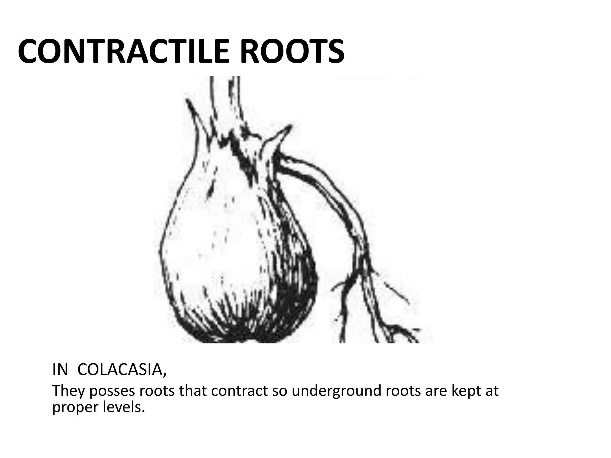 CONTRACTILE ROOTS
IN COLACASIA,
They posses roots that contract so underground roots are kept at
proper levels.
 
