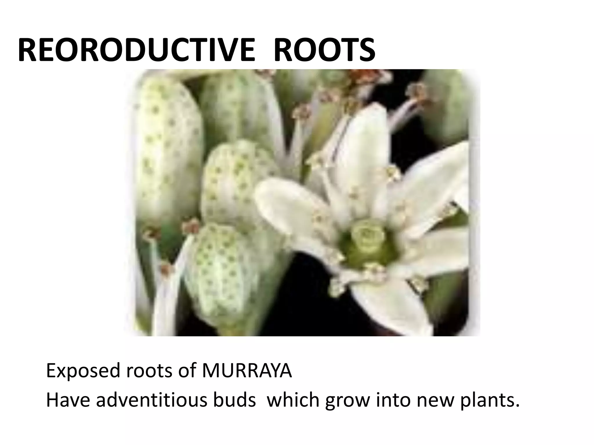 REORODUCTIVE ROOTS
Exposed roots of MURRAYA
Have adventitious buds which grow into new plants.
 