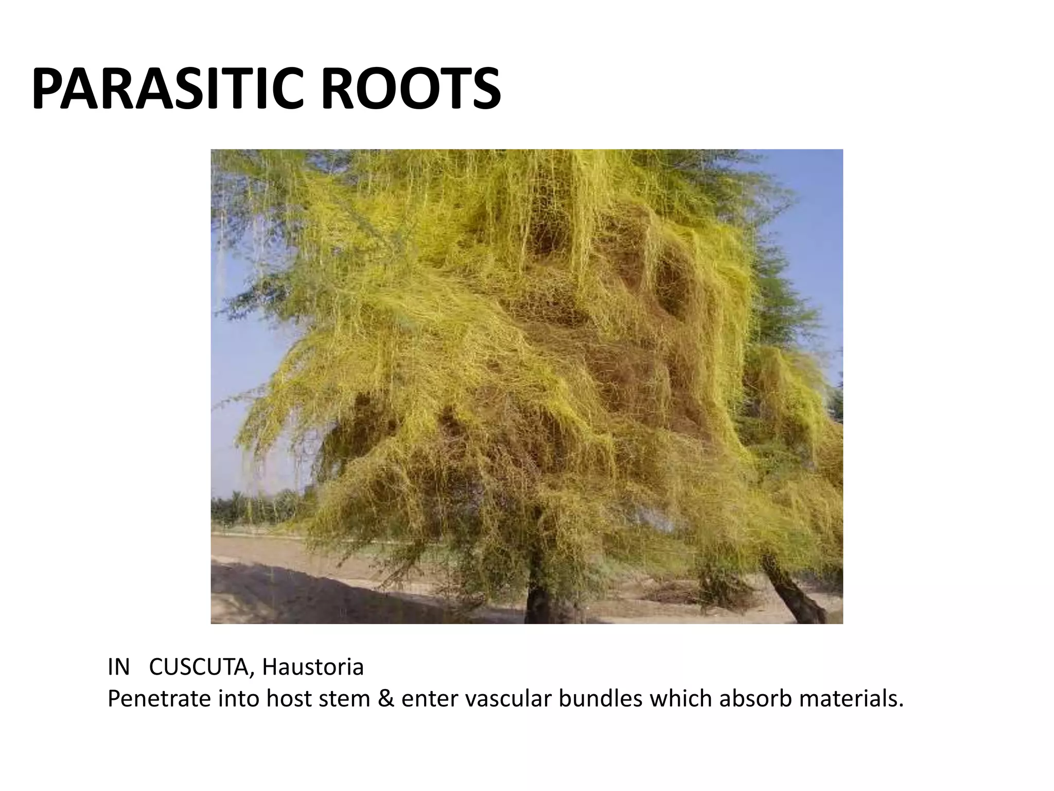 PARASITIC ROOTS
IN CUSCUTA, Haustoria
Penetrate into host stem & enter vascular bundles which absorb materials.
 