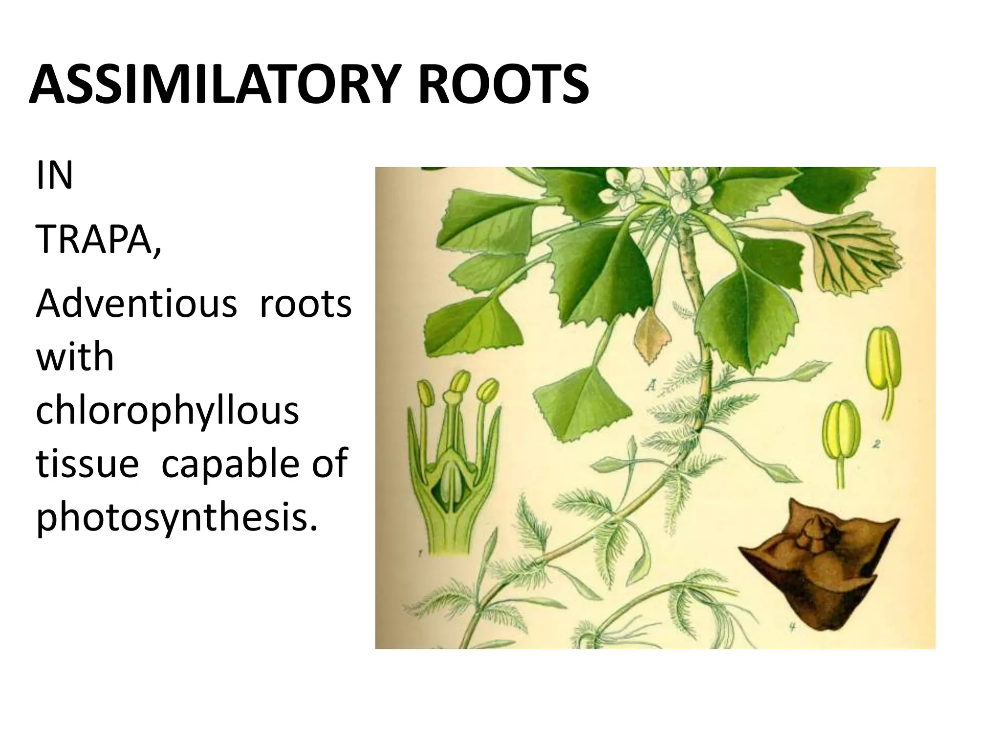ASSIMILATORY ROOTS
IN
TRAPA,
Adventious roots
with
chlorophyllous
tissue capable of
photosynthesis.
 