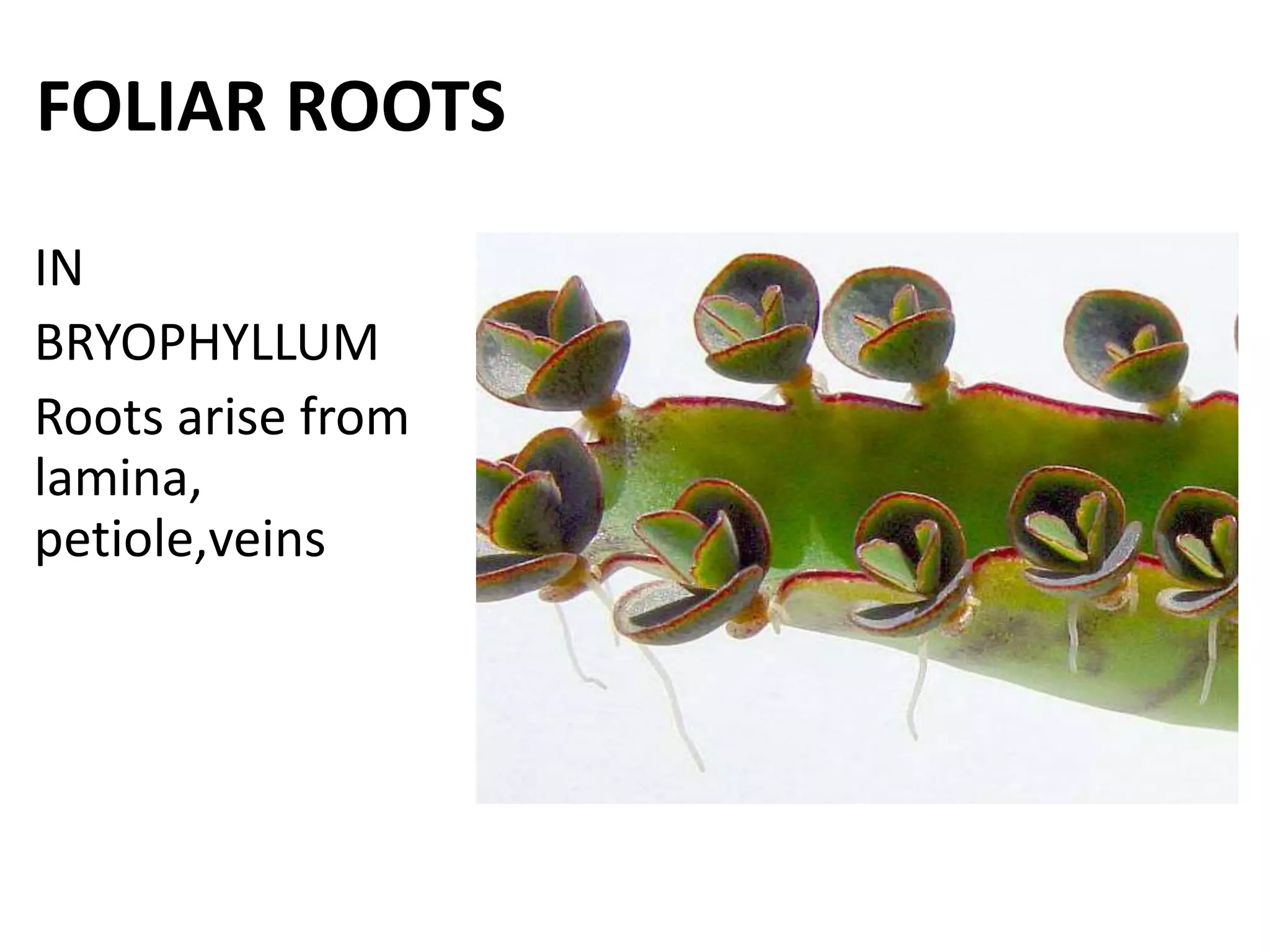 FOLIAR ROOTS
IN
BRYOPHYLLUM
Roots arise from
lamina,
petiole,veins
 