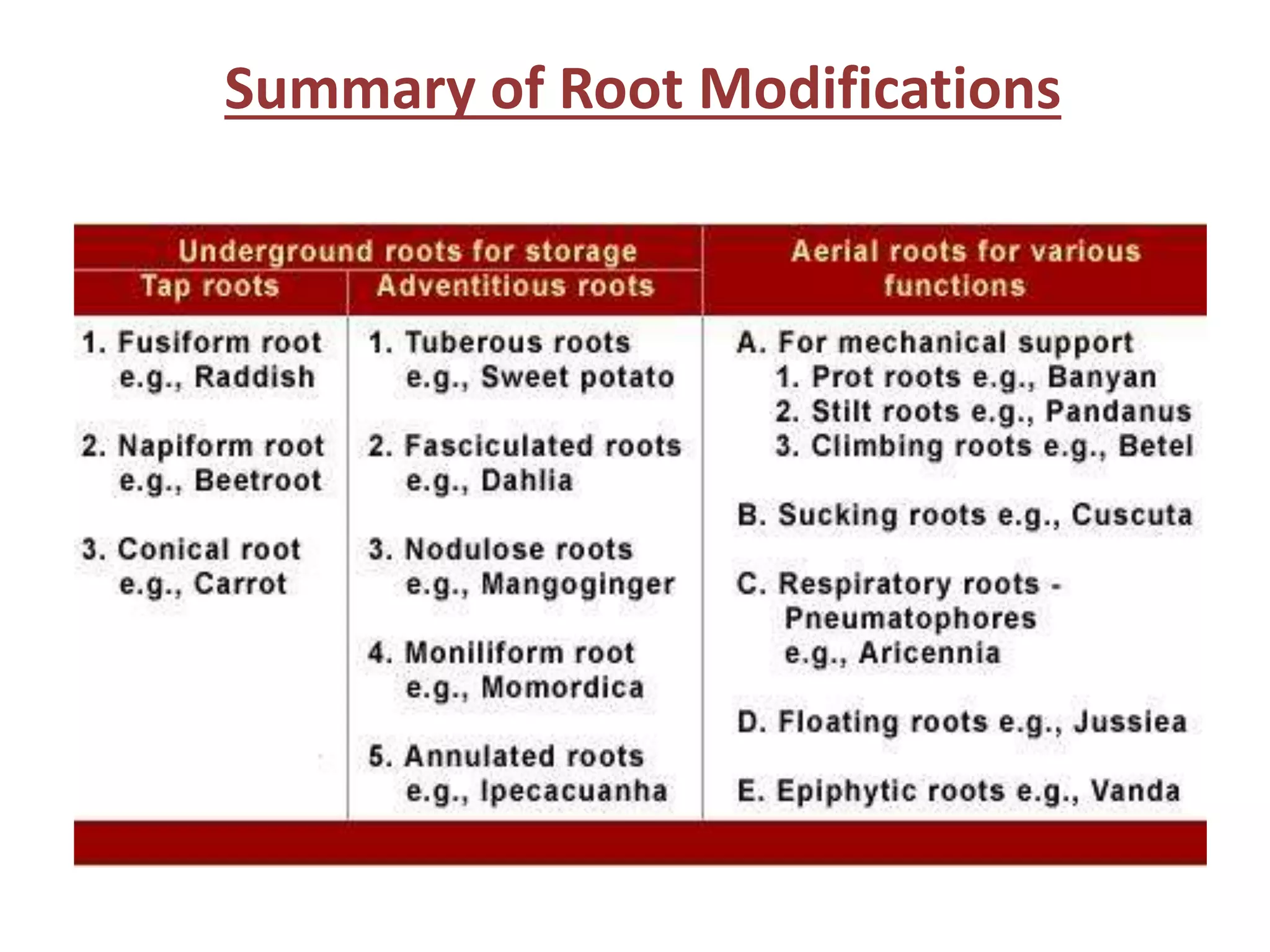 Summary of Root Modifications
 