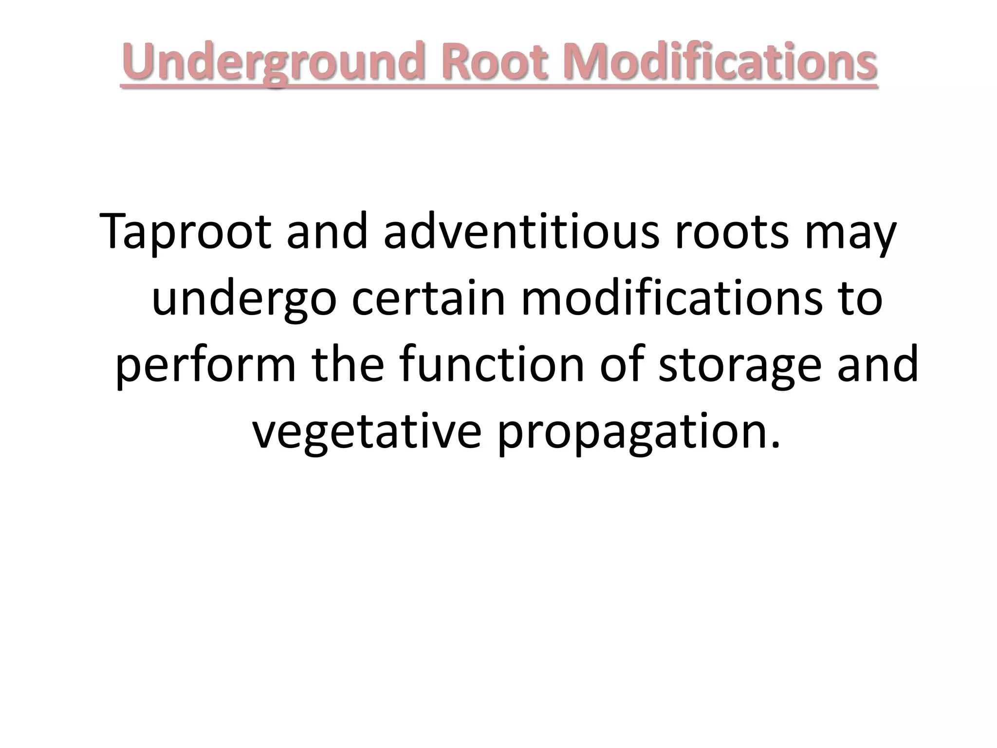Underground Root Modifications
Taproot and adventitious roots may
undergo certain modifications to
perform the function of storage and
vegetative propagation.
 